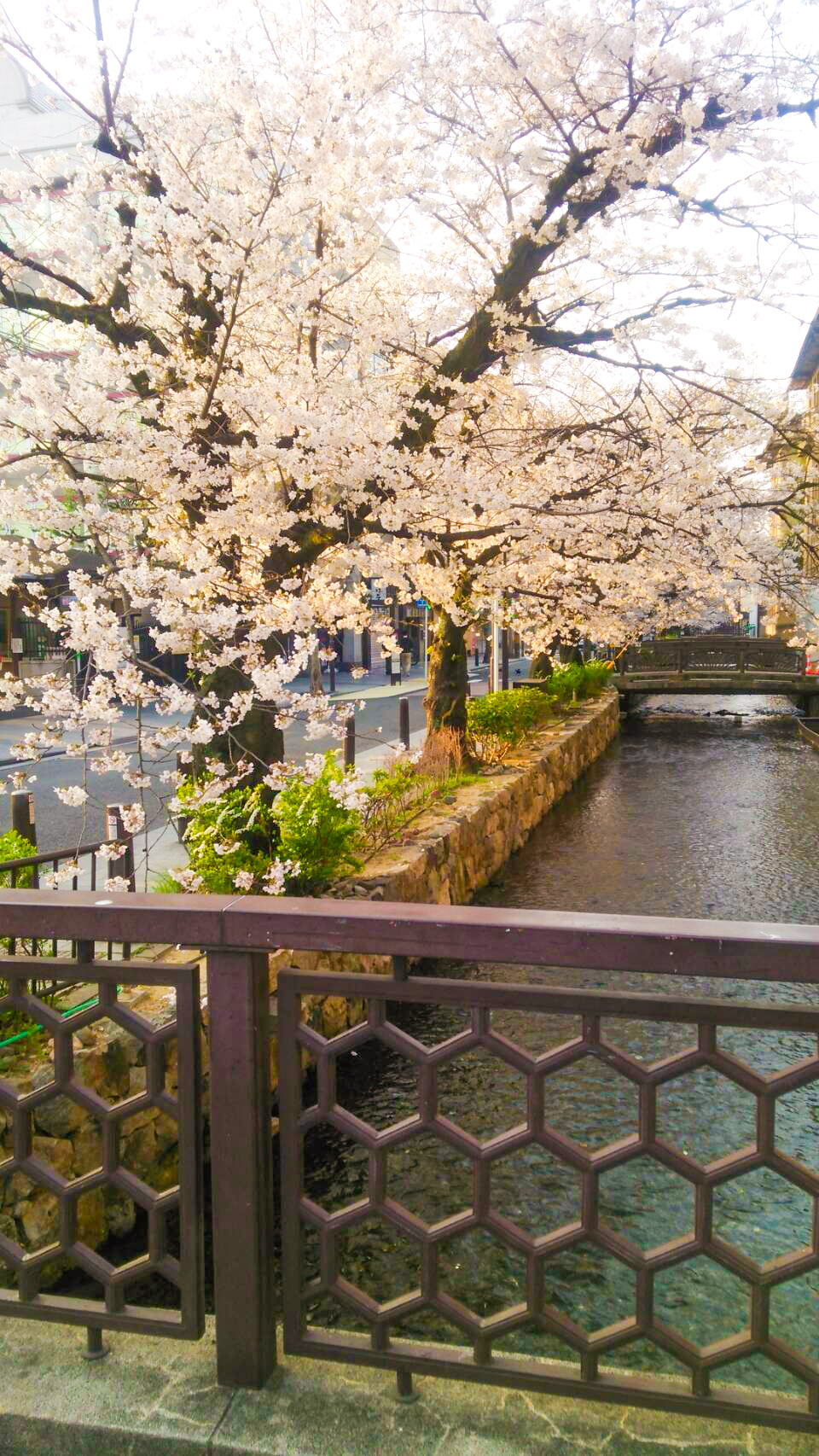 京都 韓国料理 アジョシ 三条木屋町店 桜 高瀬川